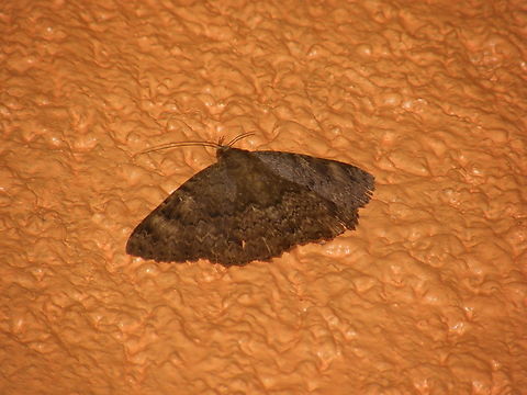 Latebraria amphipyroides Just outside of our cabin in our hotel, near Cenote Ik Kil, at night.
https://www.naturalista.mx/taxa/203859-Latebraria-amphipyroides Geotagged,Latebraria amphipyroides,Mexico,Summer
