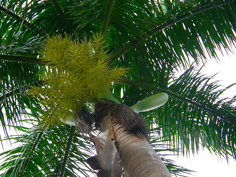 Hyophorbe indica Cultivated. Garden in our hotel, near Cenote Ik Kil. This is not a sp native from Mexico but is found as cultivated plant.
https://www.naturalista.mx/taxa/365393-Hyophorbe-indica Geotagged,Hyophorbe indica,Mexico,Summer