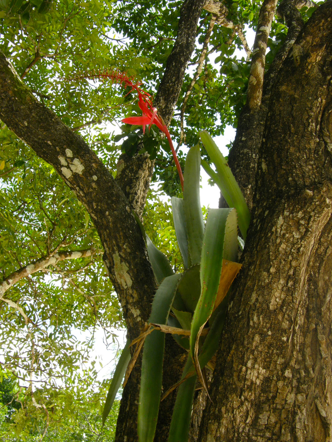 Aechmea bracteata Chichen Itza. Aechmea bracteata,Geotagged,Mexico,Summer