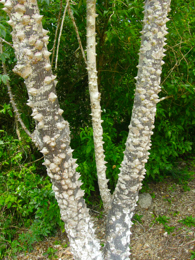 Ceiba pentandra Young trees displaying their thorns. <br />
Seen near the Caves of Balankanche. Ceiba pentandra,Geotagged,Kapok,Mexico,Summer