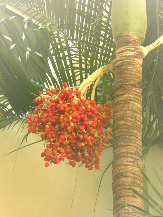 Kentiopsis oliviformis Cultivated. In garden in Merida.<br />
<a href="https://identify.plantnet.org/the-plant-list/species/Kentiopsis" rel="nofollow">https://identify.plantnet.org/the-plant-list/species/Kentiopsis</a> oliviformis (Brongn. &amp; Gris) Brongn./data Geotagged,Kentiopsis oliviformis,Mexico,Summer