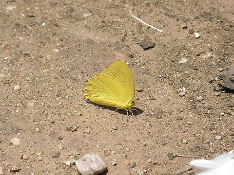 Pyrisitia dina Ruins of Chichen Itza. Eurema dina,Geotagged,Mexico,Summer