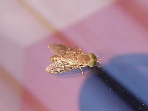 Tabanus lineola In our hotel, near Cenote Ik Kil. 
https://panamabiota.org/stri/taxa/index.php?tid=183056&taxauthid=1&clid=0 Geotagged,Mexico,Striped horse fly,Summer,Tabanus lineola
