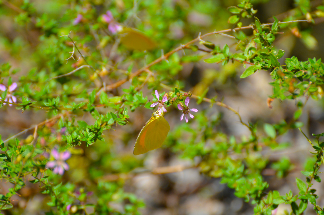 Cuphea glutinosa (the plant, not the butterfly) Seen near caves of Balankanche. Cuphea glutinosa,Geotagged,Mexico,Sticky Waxweed,Summer