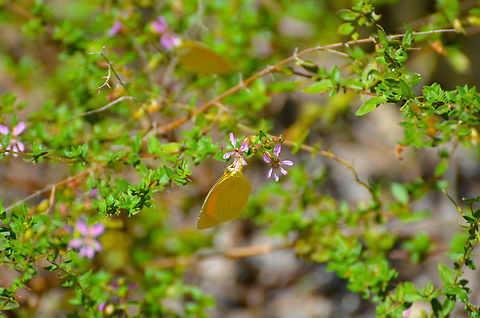 Cuphea glutinosa (the plant, not the butterfly) Seen near caves of Balankanche. Cuphea glutinosa,Geotagged,Mexico,Sticky Waxweed,Summer