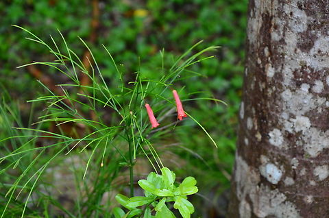 Firecracker Plant - Russelia equisetiformis Cenote Ik Kil gardens Firecracker Plant,Geotagged,Mexico,Russelia equisetiformis,Summer
