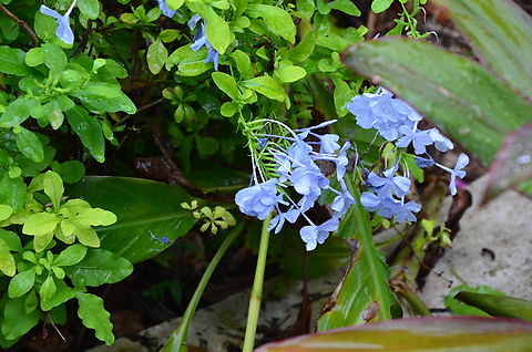 Cape leadwort - Plumbago auriculata Garden in Cenote Ik Kil. Cape leadwort,Geotagged,Mexico,Plumbago auriculata,Summer