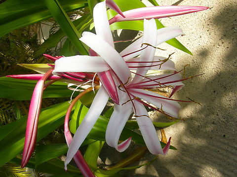 Poison Bulb - Crinum asiaticum Isla Mujeres. Crinum asiaticum,Geotagged,Mexico,Poison Bulb,Summer