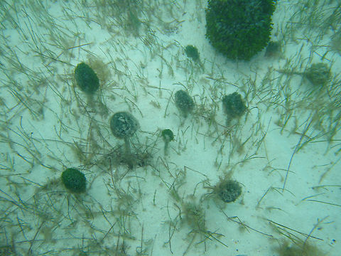 Penicillus capitatus Isla Mujeres. Geotagged,Mexico,Penicillus  capitatus,Penicillus capitatus,Summer