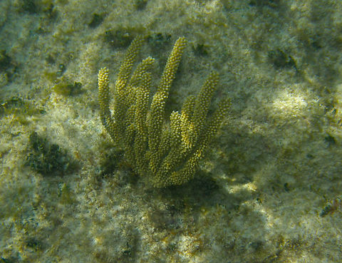 Swollen knob candelabrum - Eunicea mammosa Shallow waters in Isla Mujeres. Eunicea mammosa,Geotagged,Mexico,Summer,Swollen knob candelabrum