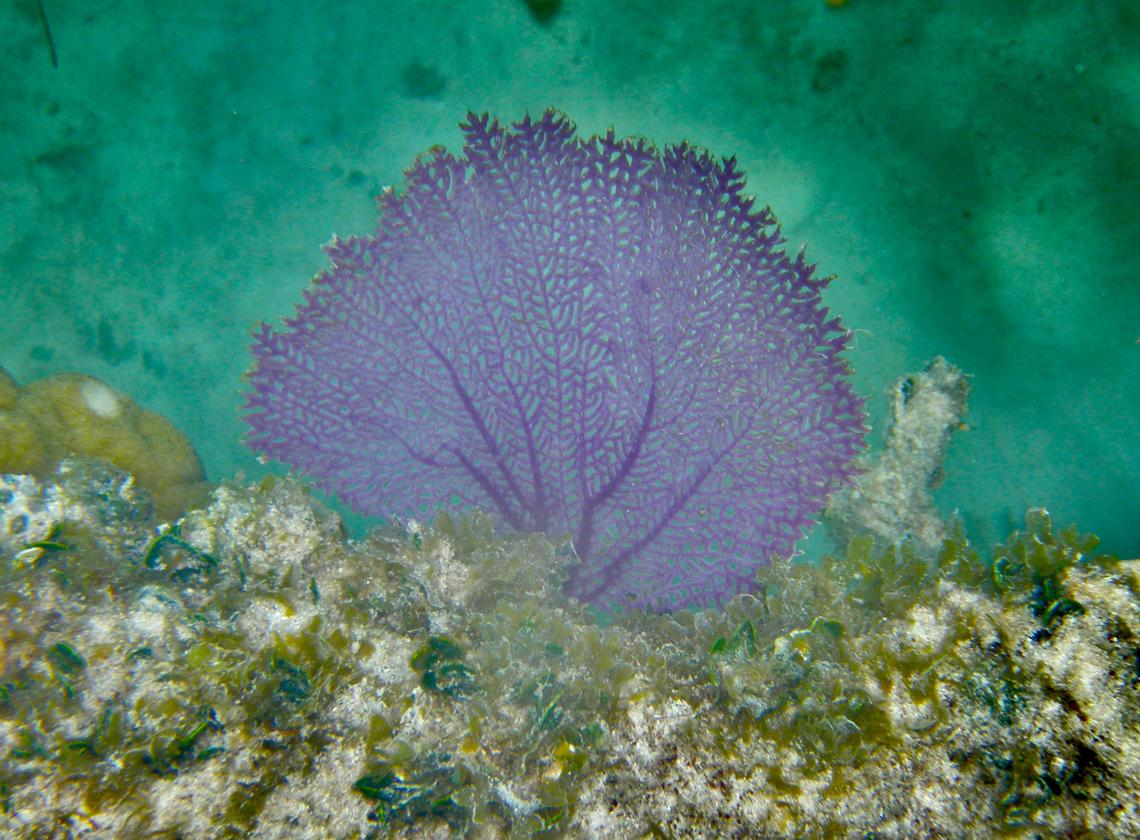 Gorgonia ventalina Shallow waters in Isla Mujeres.  Geotagged,Gorgonia ventalina,Mexico,Purple sea fan,Summer