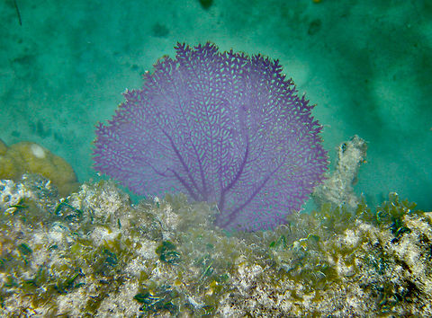 Gorgonia ventalina Shallow waters in Isla Mujeres.  Geotagged,Gorgonia ventalina,Mexico,Purple sea fan,Summer