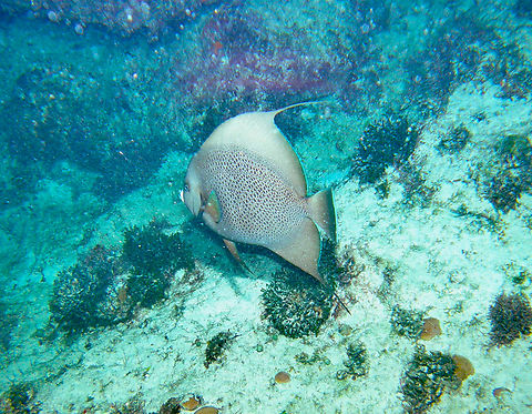 Gray angelfish - Pomacanthus arcuatus Isla Mujeres. Geotagged,Gray angelfish,Mexico,Pomacanthus arcuatus,Summer