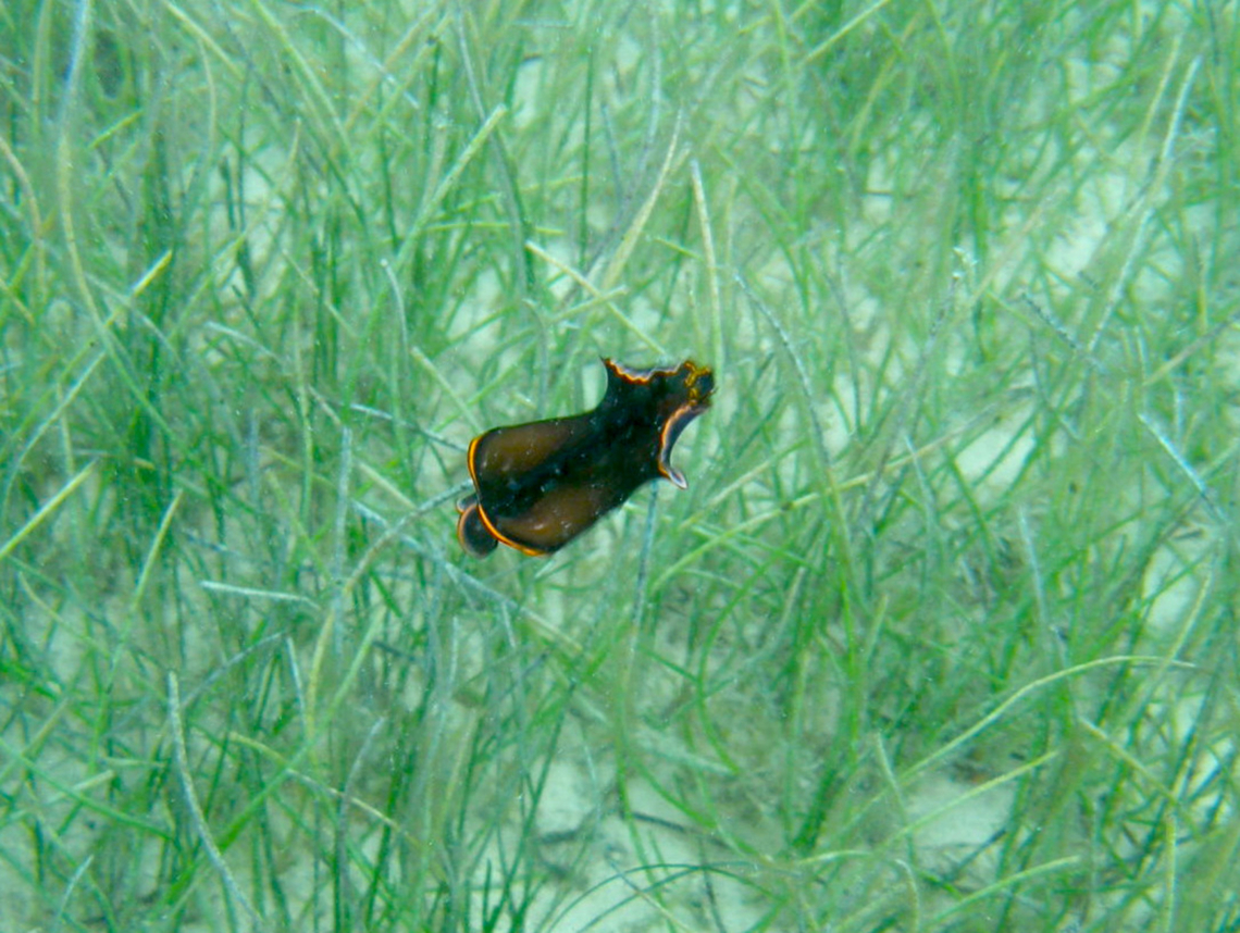 Black Faltowrm - Pseudobiceros splendidus Isla Mujeres. Black Flatworm,Geotagged,Mexico,Pseudobiceros splendidus,Summer