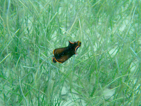 Black Faltowrm - Pseudobiceros splendidus Isla Mujeres. Black Flatworm,Geotagged,Mexico,Pseudobiceros splendidus,Summer