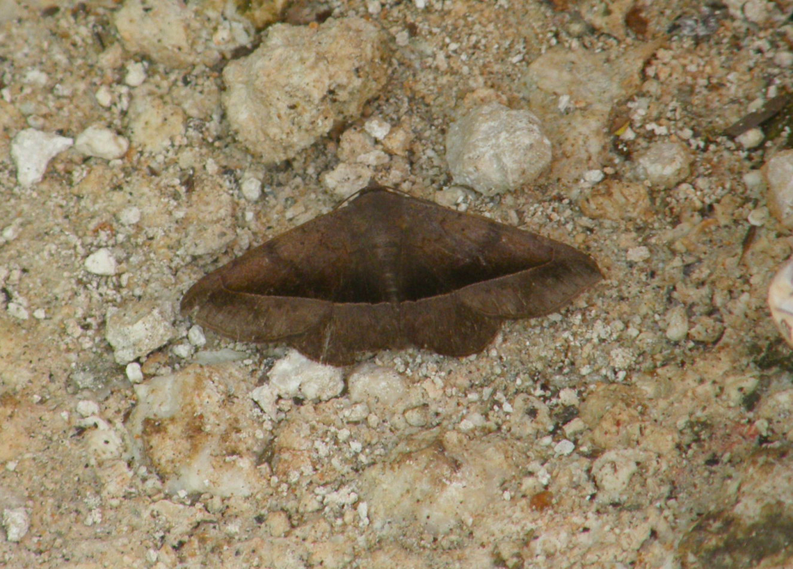 Detracted Owlet - Lesmone detrahens sp suggested in The Moth And Butterfly Identification Forum in facebook :-)<br />
Chichen Itza. Detracted Owlet,Geotagged,Lesmone detrahens,Mexico,Summer