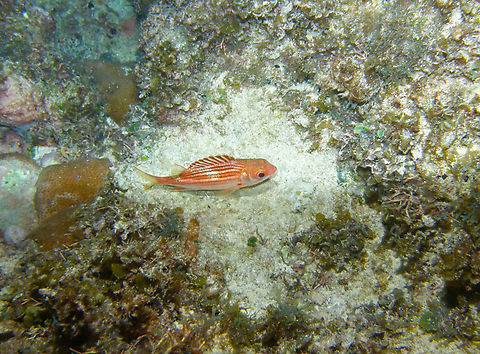 Dusky Squirrelfish - Sargocentron vexillarium Isla Mujeres. Geotagged,Mexico,Sargocentron vexillarium,Summer