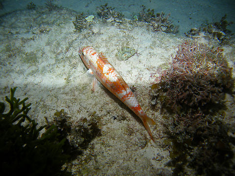 Spotted goatfish - Pseudupeneus maculatus Isla Mujeres. Geotagged,Mexico,Pseudupeneus maculatus,Spotted goatfish,Summer