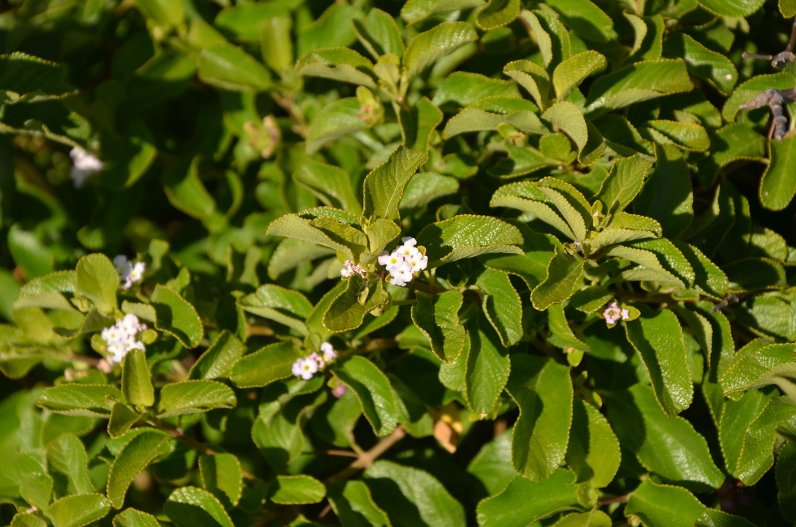 Lantana involucrata Isla Mujeres. Geotagged,Lantana involucrata,Mexico,Summer