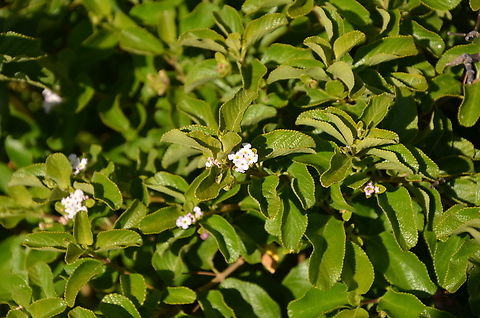 Lantana involucrata Isla Mujeres. Geotagged,Lantana involucrata,Mexico,Summer