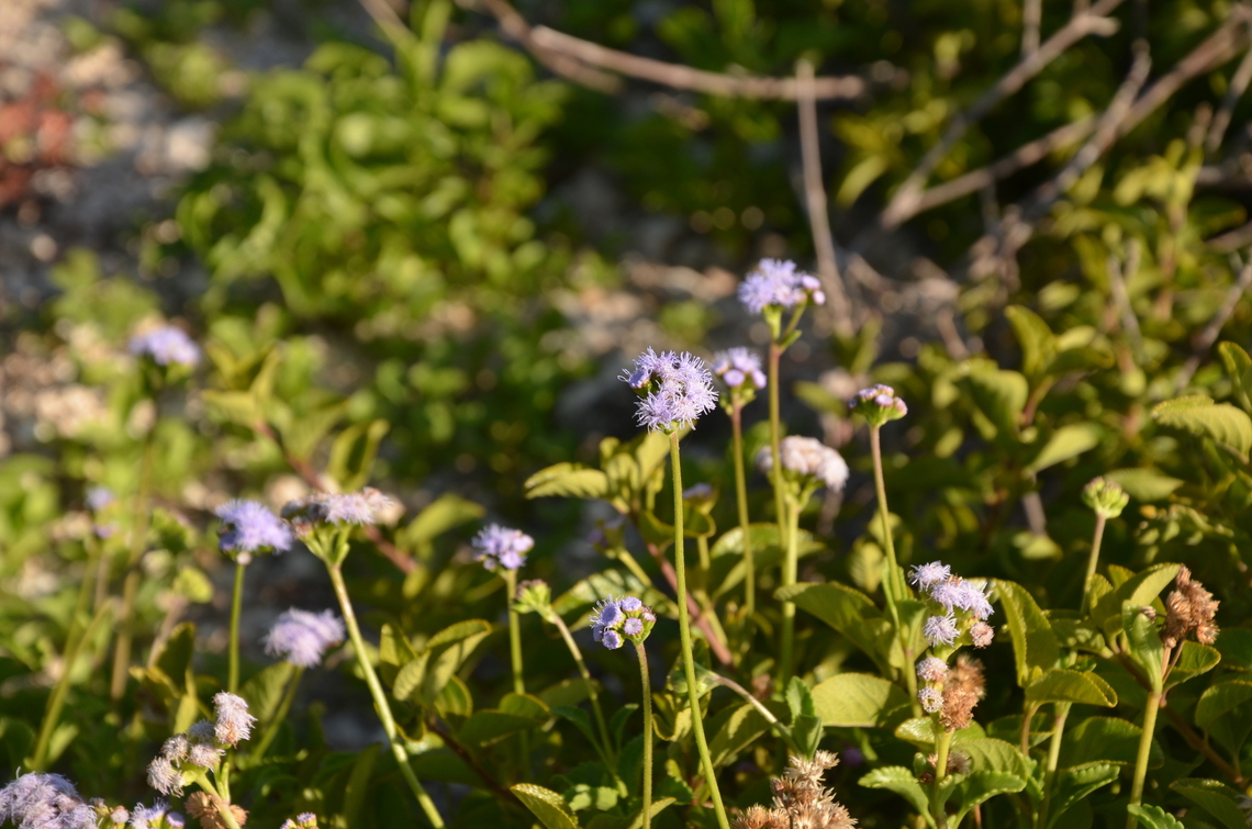 Ageratum littorale/maritimum Isla Mujeres.<br />
<a href="https://en.hortipedia.com/Ageratum_maritimum" rel="nofollow">https://en.hortipedia.com/Ageratum_maritimum</a><br />
<a href="https://www.backyardnature.net/yucatan/ageratum.htm" rel="nofollow">https://www.backyardnature.net/yucatan/ageratum.htm</a> Ageratum littorale,Cape Sable whiteweed,Geotagged,Mexico,Summer