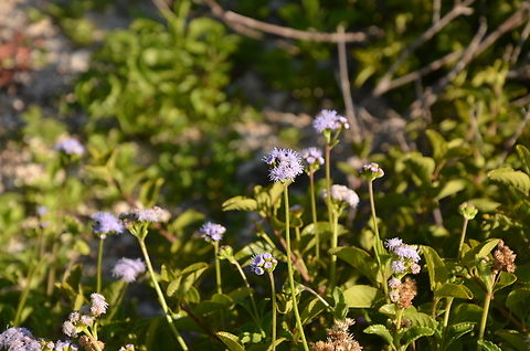 Ageratum littorale/maritimum Isla Mujeres.
https://en.hortipedia.com/Ageratum_maritimum
https://www.backyardnature.net/yucatan/ageratum.htm Ageratum littorale,Cape Sable whiteweed,Geotagged,Mexico,Summer