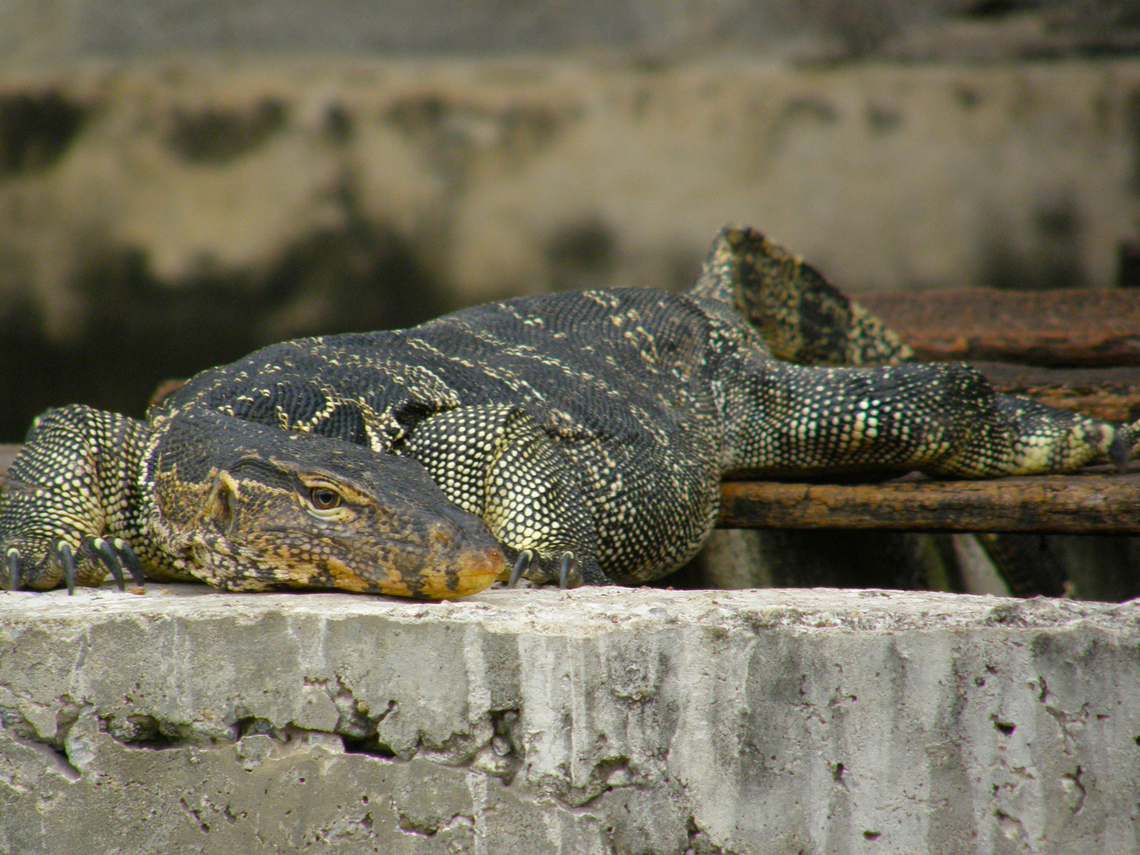 Common Water monitor - Varanus salvator Klongs og Bangkok, Thailand (2008). Common Water monitor,Fall,Geotagged,Thailand,Varanus salvator