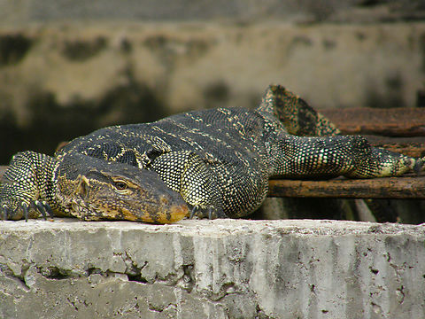 Common Water monitor - Varanus salvator Klongs og Bangkok, Thailand (2008). Common Water monitor,Fall,Geotagged,Thailand,Varanus salvator