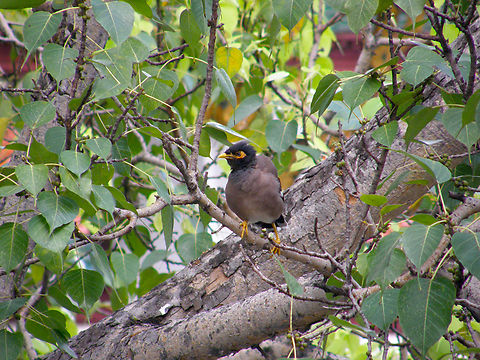 Common myna - Acridotheres tristis Grand Palace, Bangkok, Thailand (2008). Acridotheres tristis,Common myna,Fall,Geotagged,Thailand