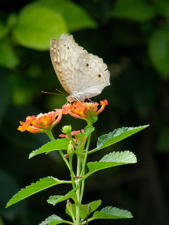 Gray pansy - Junonia atlites Taling Chan Floating Market, near Bangkok, Thailand (2008). Fall,Geotagged,Gray pansy,Junonia atlites,Thailand