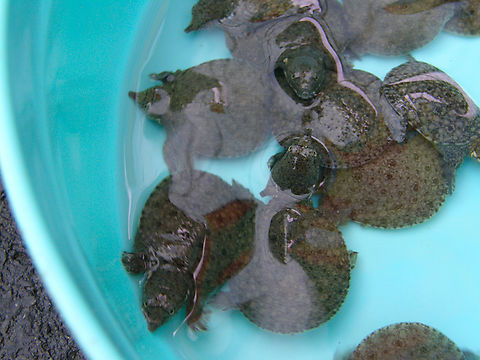 Chinese softshell turtle - Pelodiscus sinensis Taling Chan Floating Market, near Bangkok, Thailand (2008).  Chinese softshell turtle,Fall,Geotagged,Pelodiscus sinensis,Thailand