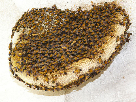 Bee hive - Apis dorsata Impressive beehive in one of the chedas of Wat Phra Si Sanphet, Ayutthaya, in Thailand (2008). Apis dorsata,Fall,Geotagged,Giant honey bee,Thailand
