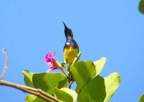 Olive-backed sunbird - Cinnirys/Nectarina jugulari (male) Trees in Wat Ratchaburana, Ayutthaya, Thailand (2008). Cinnyris jugularis,Fall,Geotagged,Olive-backed sunbird,Thailand