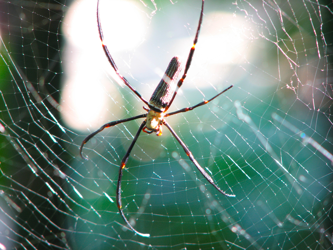 Nephila maculata or pilipes Khao Lak, Thailand (2008). Fall,Geotagged,Nephila pelipes,Nephila pilipes,Thailand