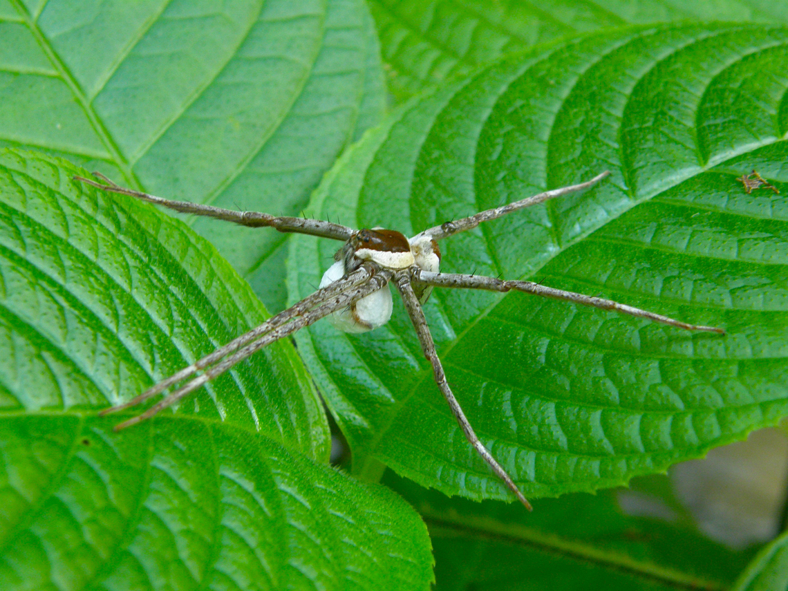 Fishing Spider - Nilus albocinctus Khao Sok, Thailand (2008). Fall,Fishing spider,Geotagged,Nilus albocinctus,Thailand,spider