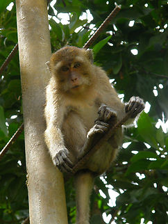 Crab-eating macaque - Macaca fascicularis Khao Sok, Thailand (2008). Crab-eating macaque,Fall,Geotagged,Macaca fascicularis,Thailand