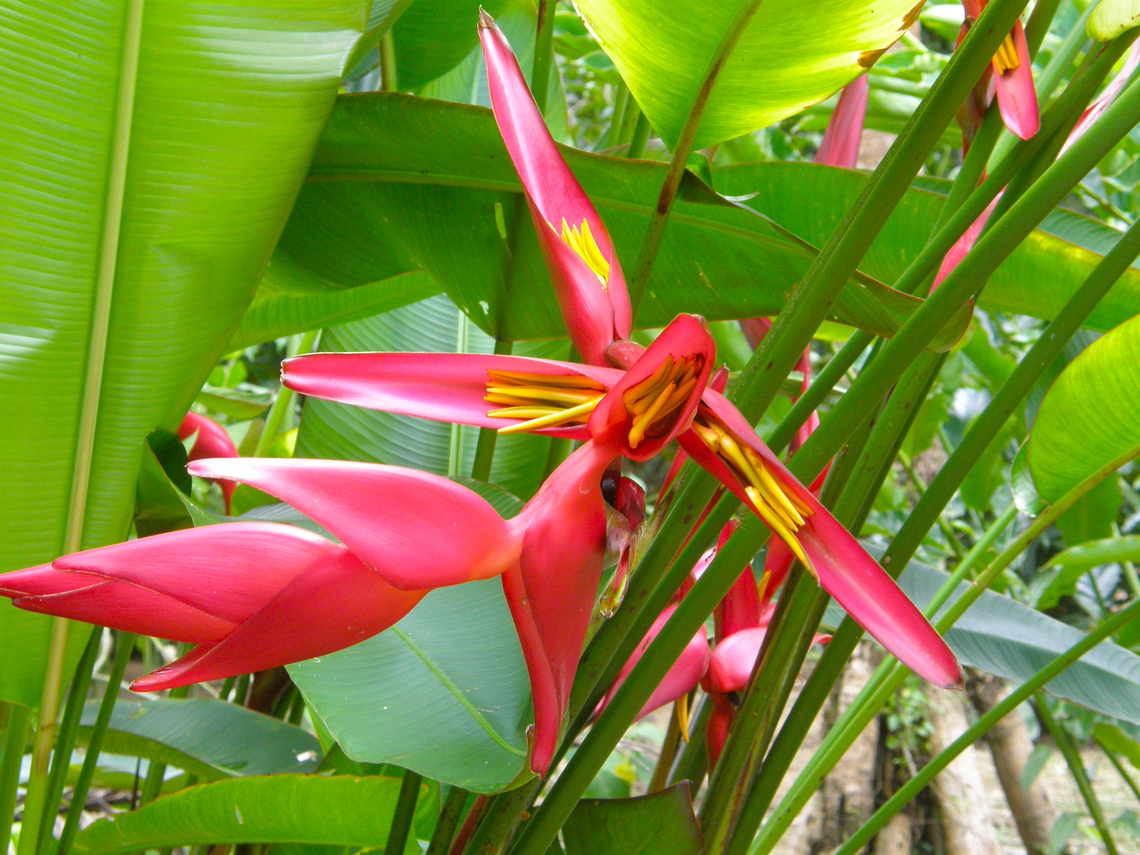 Heliconia stricta Bucky Planted garden with non-native species, near temple Wat Sok Tham Phanthurat, Thailand (2008). Fall,Geotagged,Heliconia stricta,Thailand