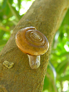 Hemiplecta distincta Phanom, Khao Sok, Thailand (2008). Fall,Geotagged,Hemiplecta distincta,Thailand