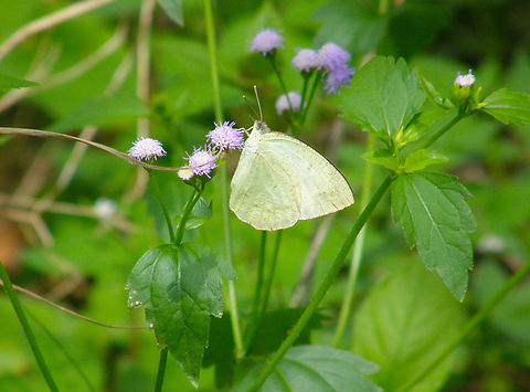 Lemon Emigrant - Catopsilia pomona Phanom, Khao Sok, Thailand (2008).  Catopsilia pomona,Fall,Geotagged,Lemon Emigrant,Thailand