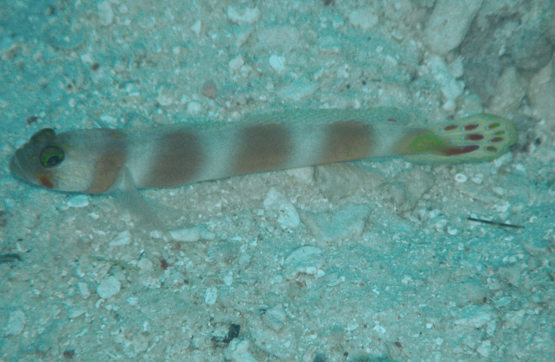 Pinkbar goby -Amblyeleotris aurora My UW pics from that era are not very good but some may help introduce new species in JD <br />
Seen in Anita&#039;s Reef, Similan Islands, Thailand (2008). Amblyeleotris aurora,Fall,Geotagged,Pinkbar goby,Thailand