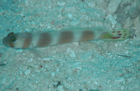 Pinkbar goby -Amblyeleotris aurora My UW pics from that era are not very good but some may help introduce new species in JD 
Seen in Anita's Reef, Similan Islands, Thailand (2008). Amblyeleotris aurora,Fall,Geotagged,Pinkbar goby,Thailand