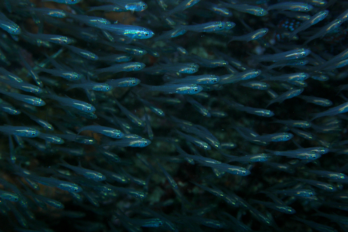 Hardyhead silverside - Atherinomorus lacunosus Anita&#039;s Reef, Similan Islands, Thailand (2008). Atherinomorus lacunosus,Fall,Geotagged,Hardyhead silverside,Thailand