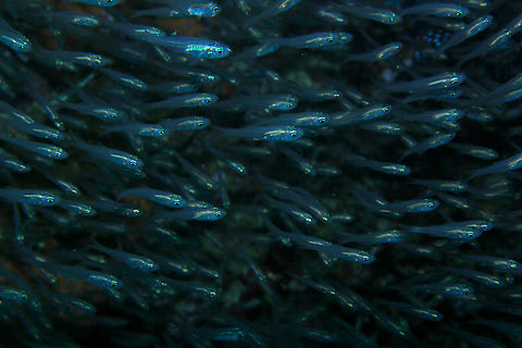 Hardyhead silverside - Atherinomorus lacunosus Anita's Reef, Similan Islands, Thailand (2008). Atherinomorus lacunosus,Fall,Geotagged,Hardyhead silverside,Thailand