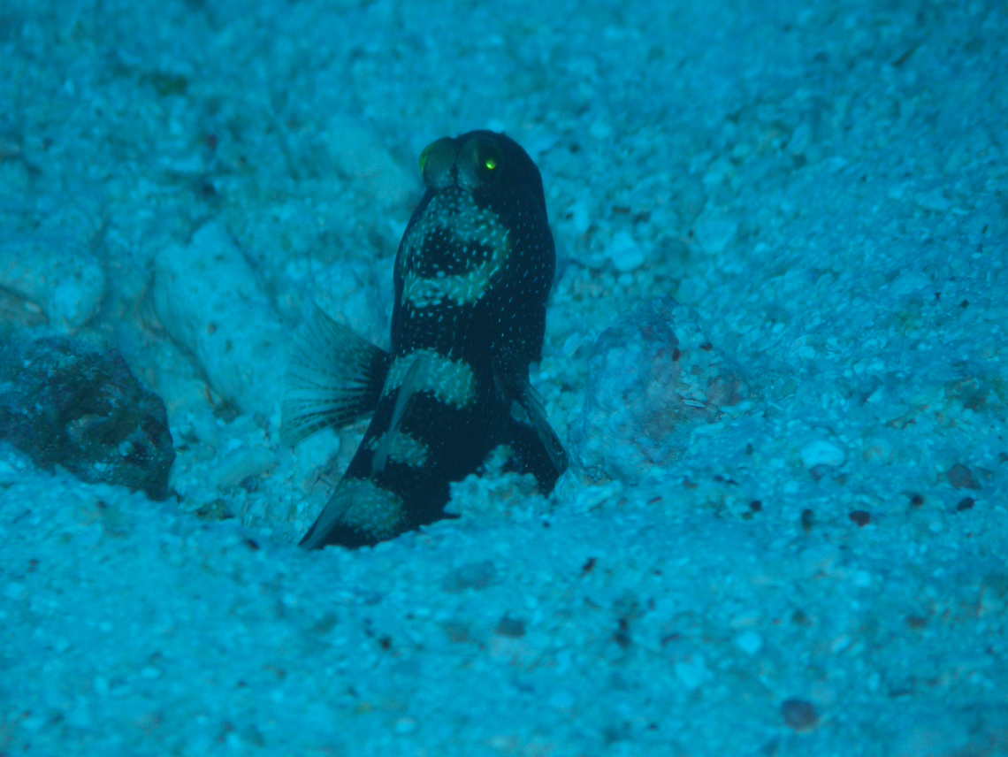 Y-bar shrimp goby - Cryptocentrus fasciatus Anita&#039;s Reef, Similan Islands, Thailand (2008).  Cryptocentrus fasciatus,Fall,Geotagged,Thailand,Y-bar shrimp goby