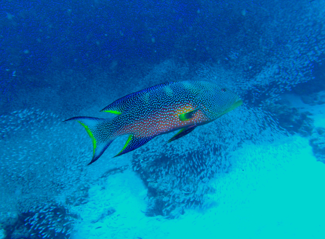 Yellow-edged lyretail - Variola louti Anita's Reef, Similan Islands, Thailand (2008).  Fall,Geotagged,Thailand,Variola louti,Yellow-edged lyretail