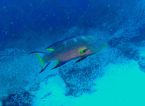 Yellow-edged lyretail - Variola louti Anita's Reef, Similan Islands, Thailand (2008).  Fall,Geotagged,Thailand,Variola louti,Yellow-edged lyretail
