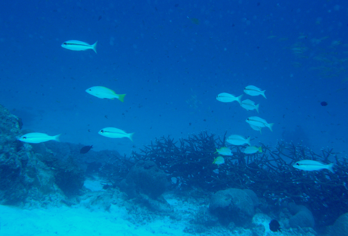 Brownstripe red snapper - Lutjanus vitta Anita&#039;s Reef, Similan Islands, Thailand (2008).  Brownstripe red snapper,Fall,Geotagged,Lutjanus vitta,Thailand