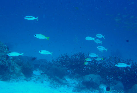 Brownstripe red snapper - Lutjanus vitta Anita's Reef, Similan Islands, Thailand (2008).  Brownstripe red snapper,Fall,Geotagged,Lutjanus vitta,Thailand