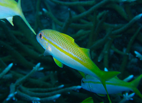 Yellowfin goatfish - Mulloidichthys vanicolensis Anita's Reef, Similan Islands, Thailand (2008).  Fall,Geotagged,Mulloidichthys vanicolensis,Thailand,Yellowfin goatfish