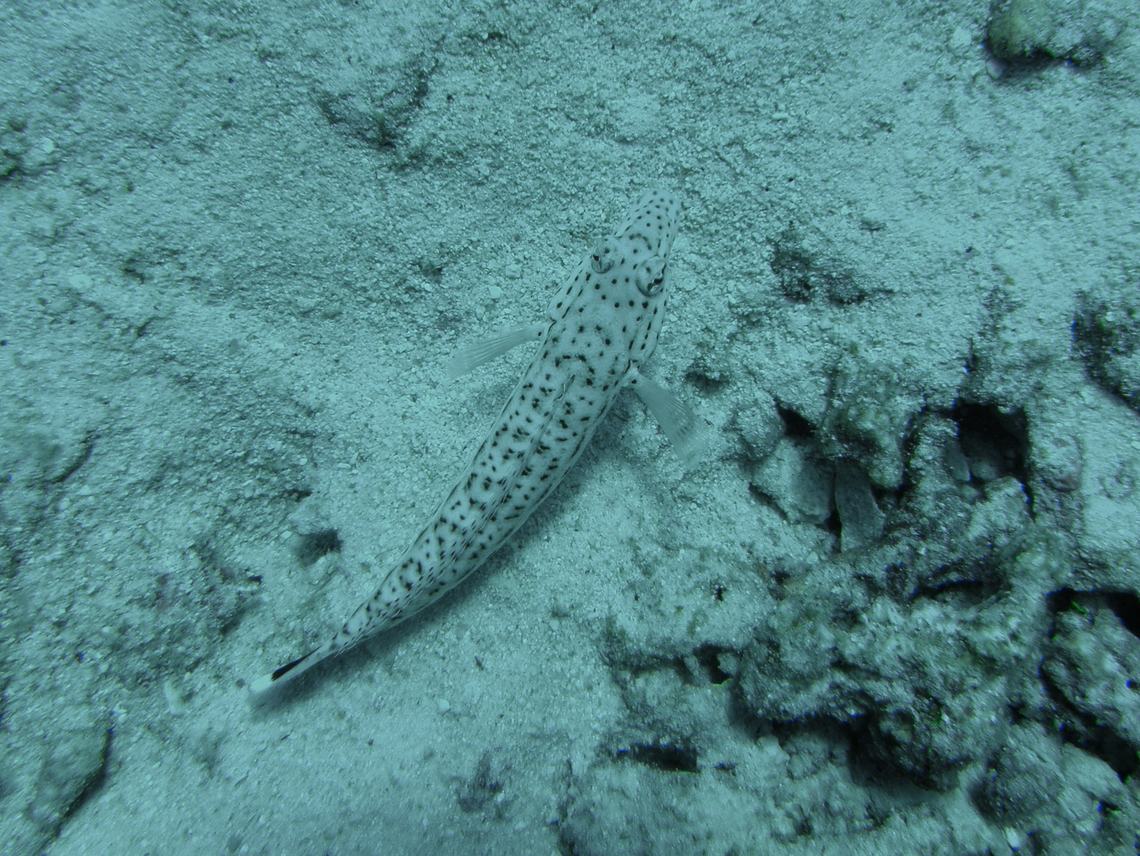Speckled sandperch - Parapercis hexophthalma Anita&#039;s Reef, Similan Islands, Thailand (2008).  Fall,Geotagged,Parapercis hexophtalma,Speckled sandperch,Thailand